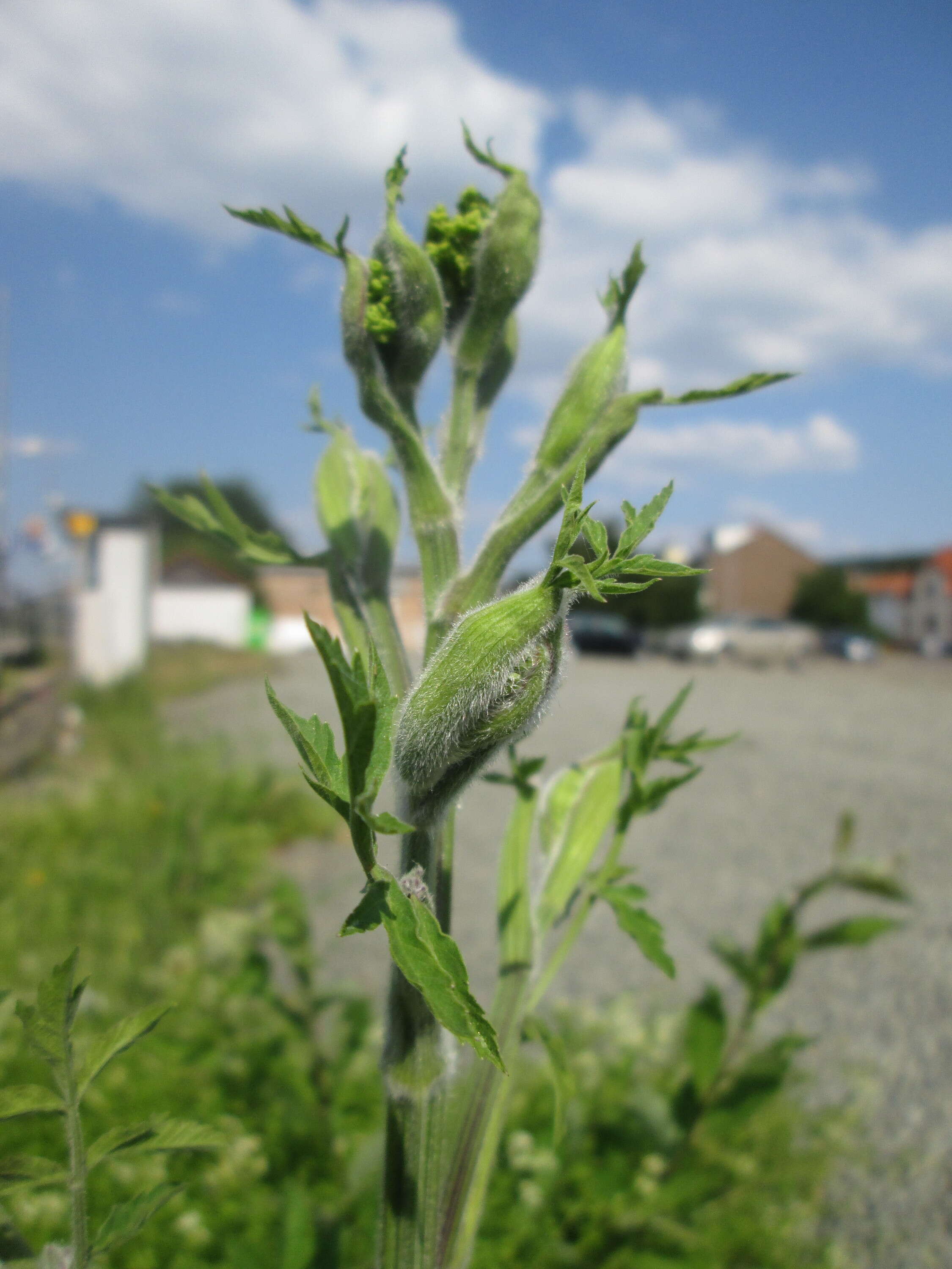 Imagem de Pastinaca sativa L.