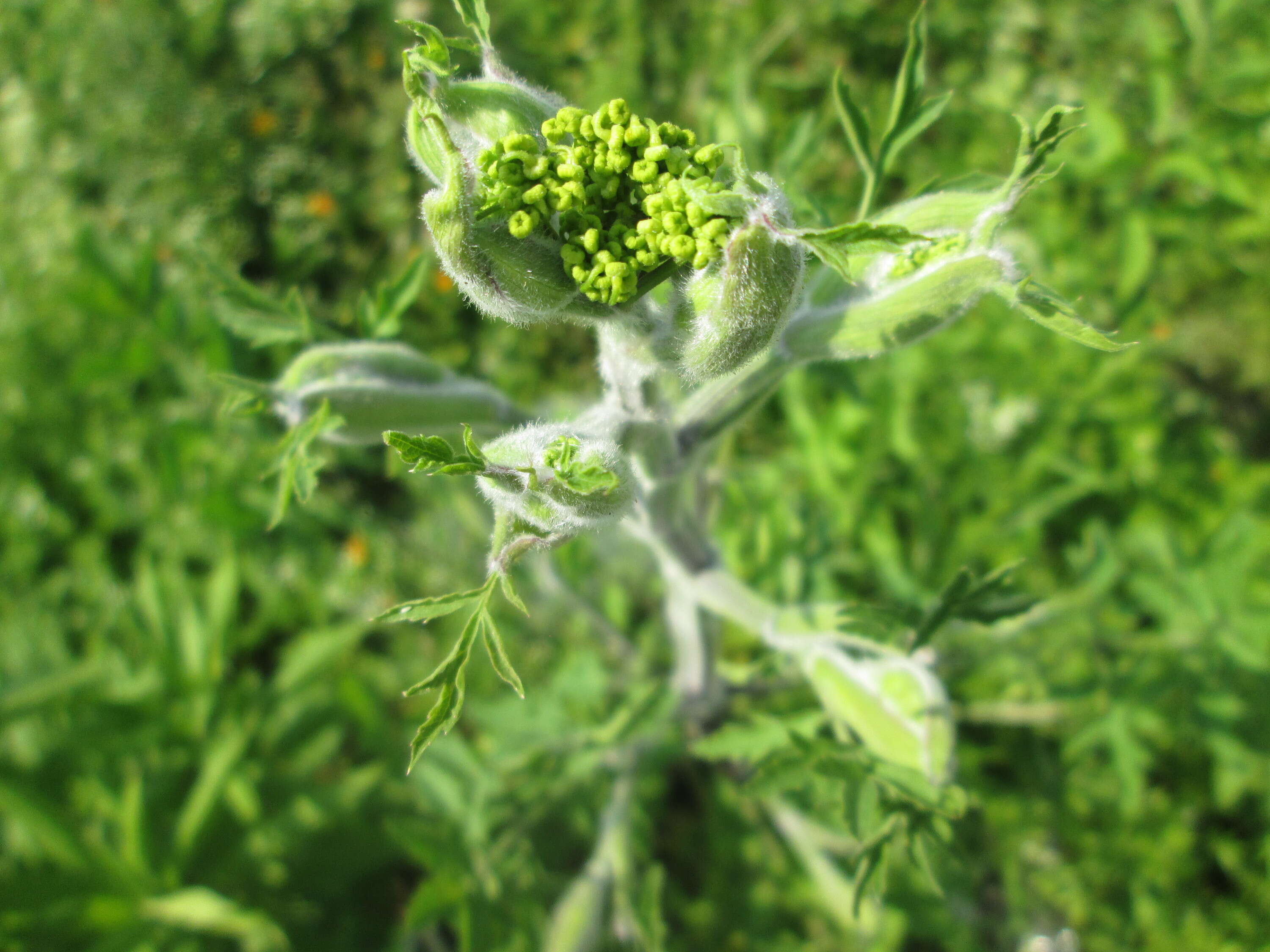 Image of wild parsnip