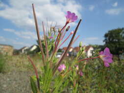 Image of Great Willowherb