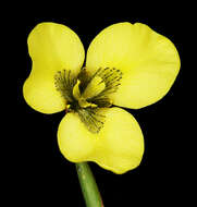 Image of Moraea bellendenii (Sweet) N. E. Br.