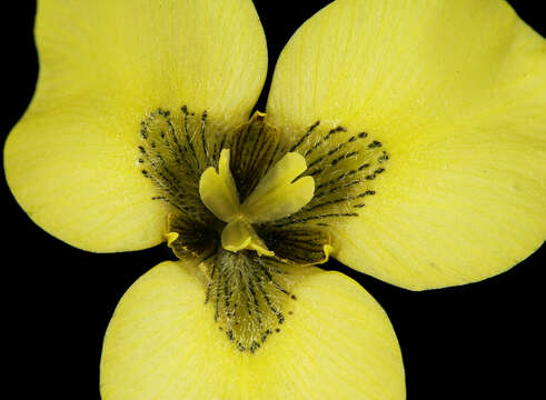 Image of Moraea bellendenii (Sweet) N. E. Br.