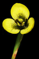 Image of Moraea bellendenii (Sweet) N. E. Br.