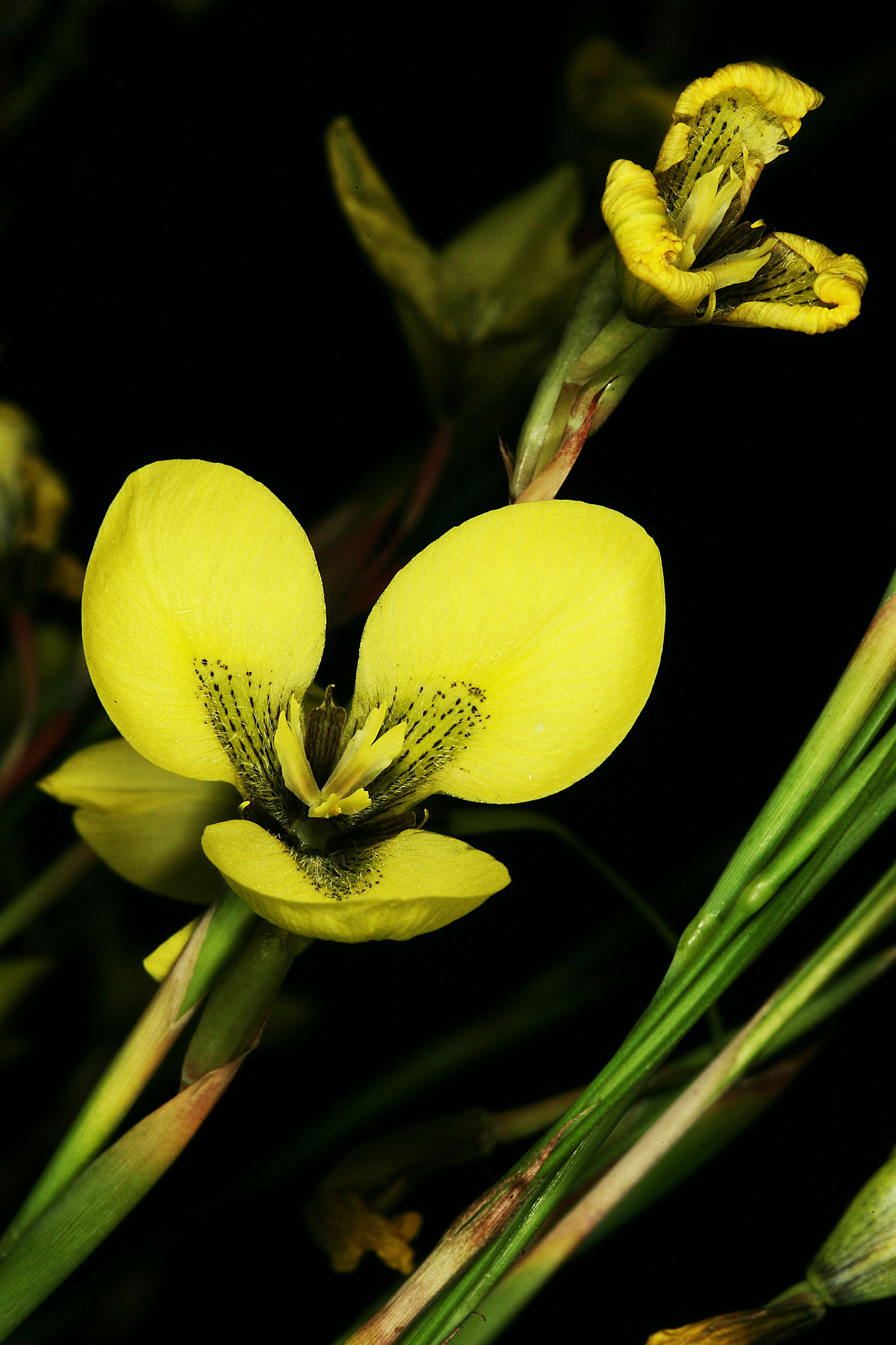Image of Moraea bellendenii (Sweet) N. E. Br.