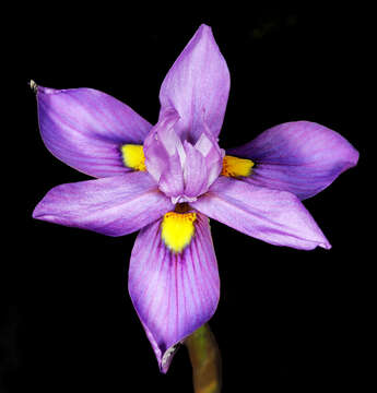 Image of Cape tulip