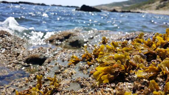 Image of Fucus guiryi