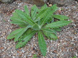 Image of Berkheya purpurea (DC.) Benth. & Hook. fil. ex Mast.