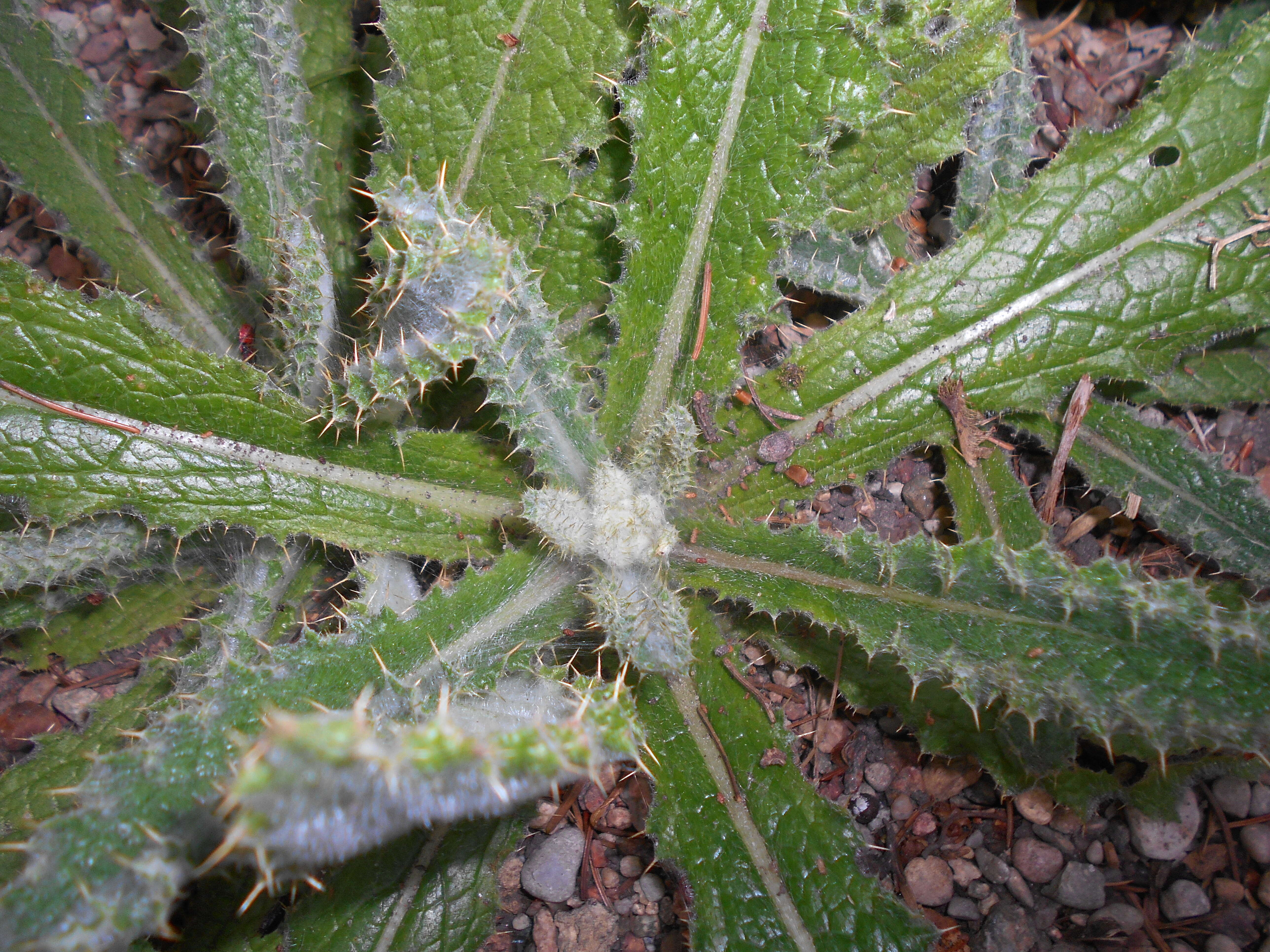 Image of Berkheya purpurea (DC.) Benth. & Hook. fil. ex Mast.