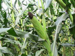 Image of corn