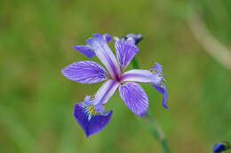 Image de blue flag iris versicolore