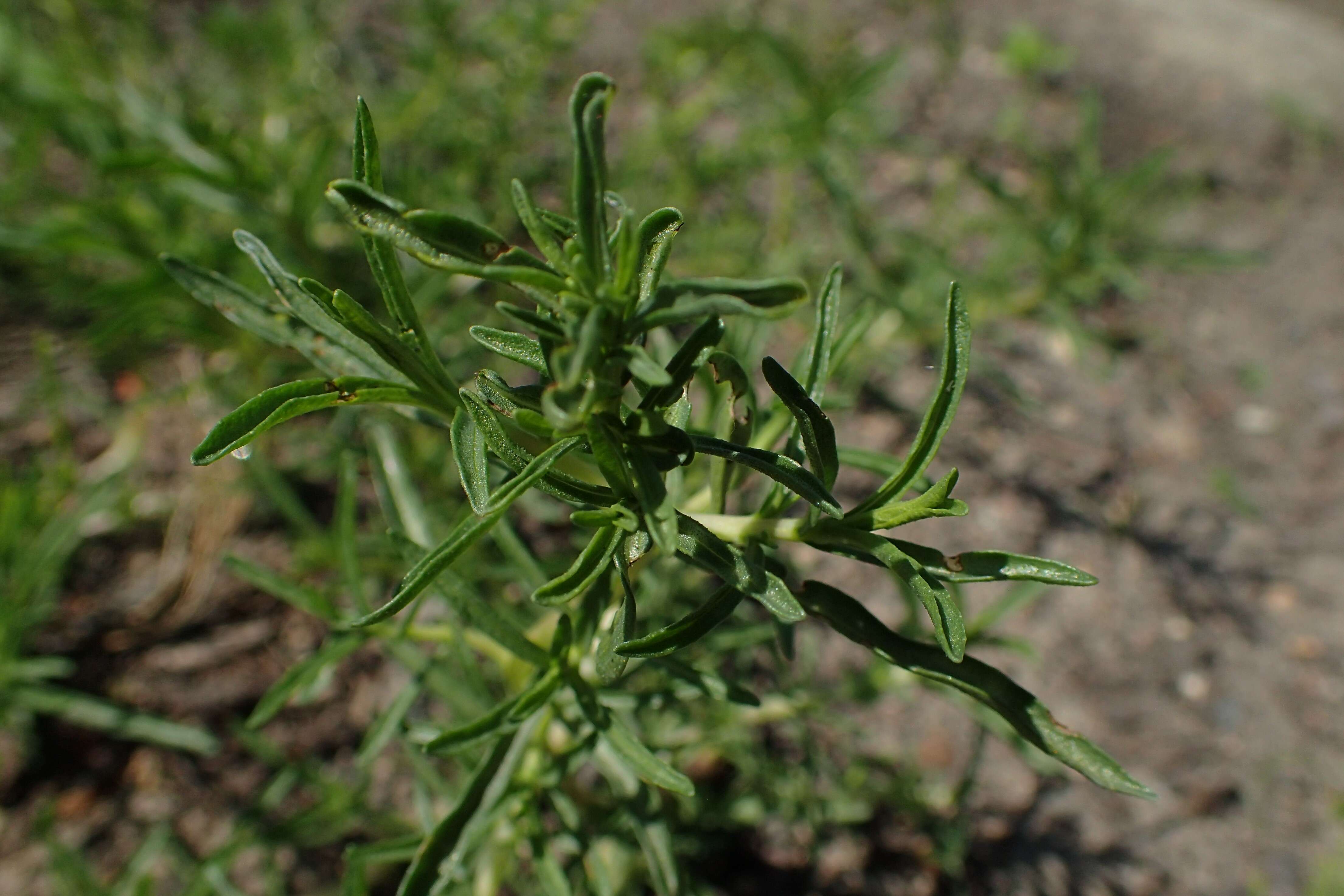 Image of hart's pennyroyal