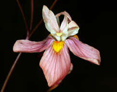 Image of Moraea gawleri Spreng.