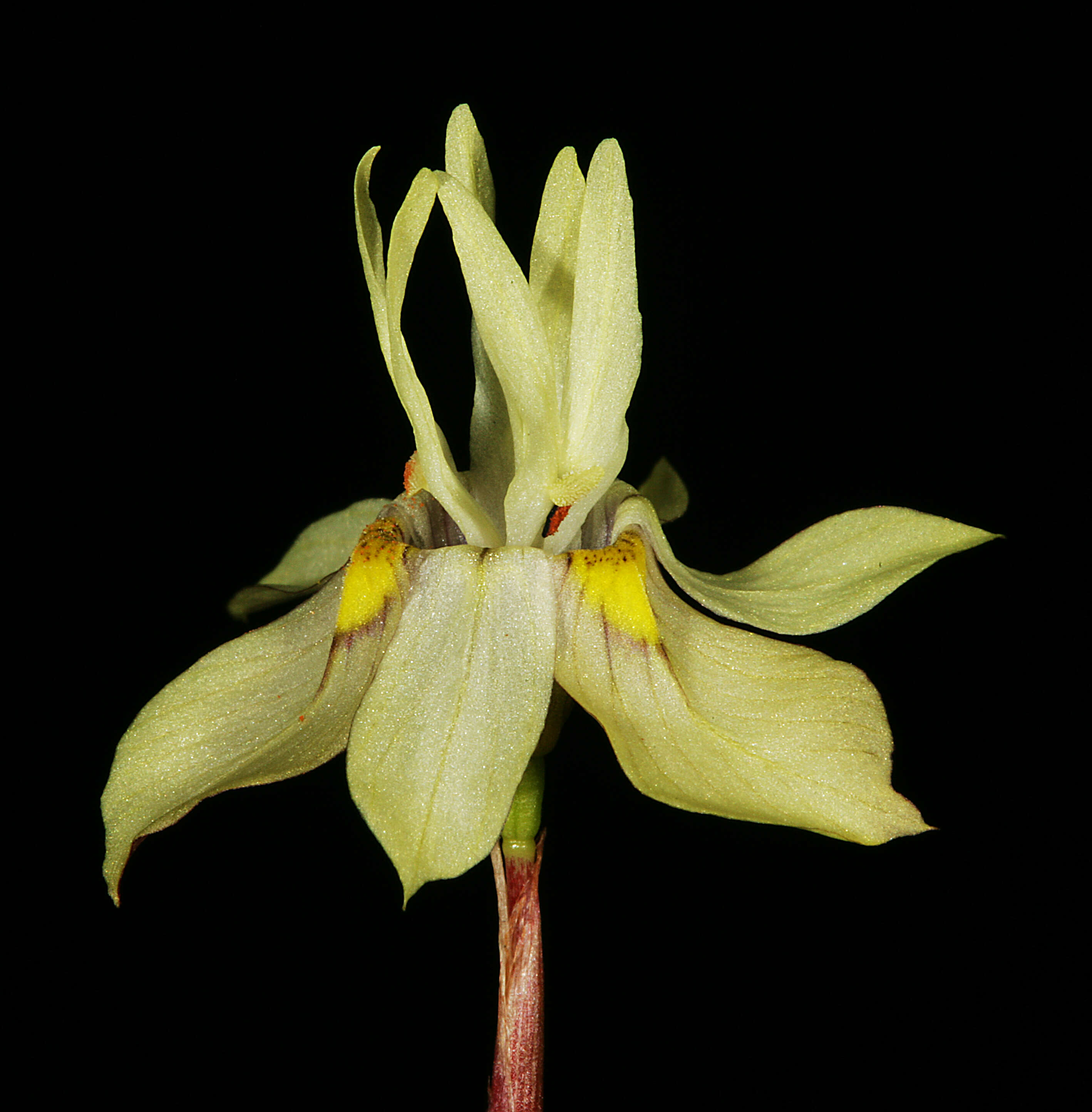 Image of Moraea gawleri Spreng.