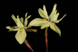 Image of Moraea gawleri Spreng.