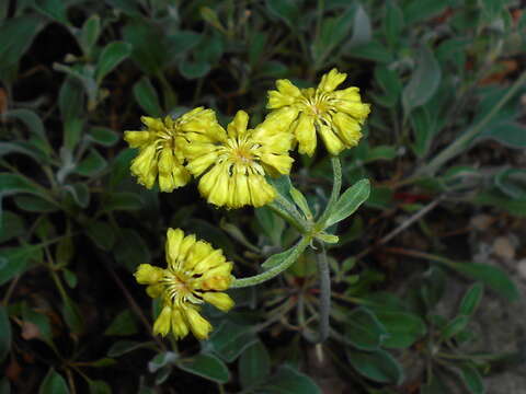 Image of sulphur-flower buckwheat