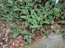 Image of sulphur-flower buckwheat