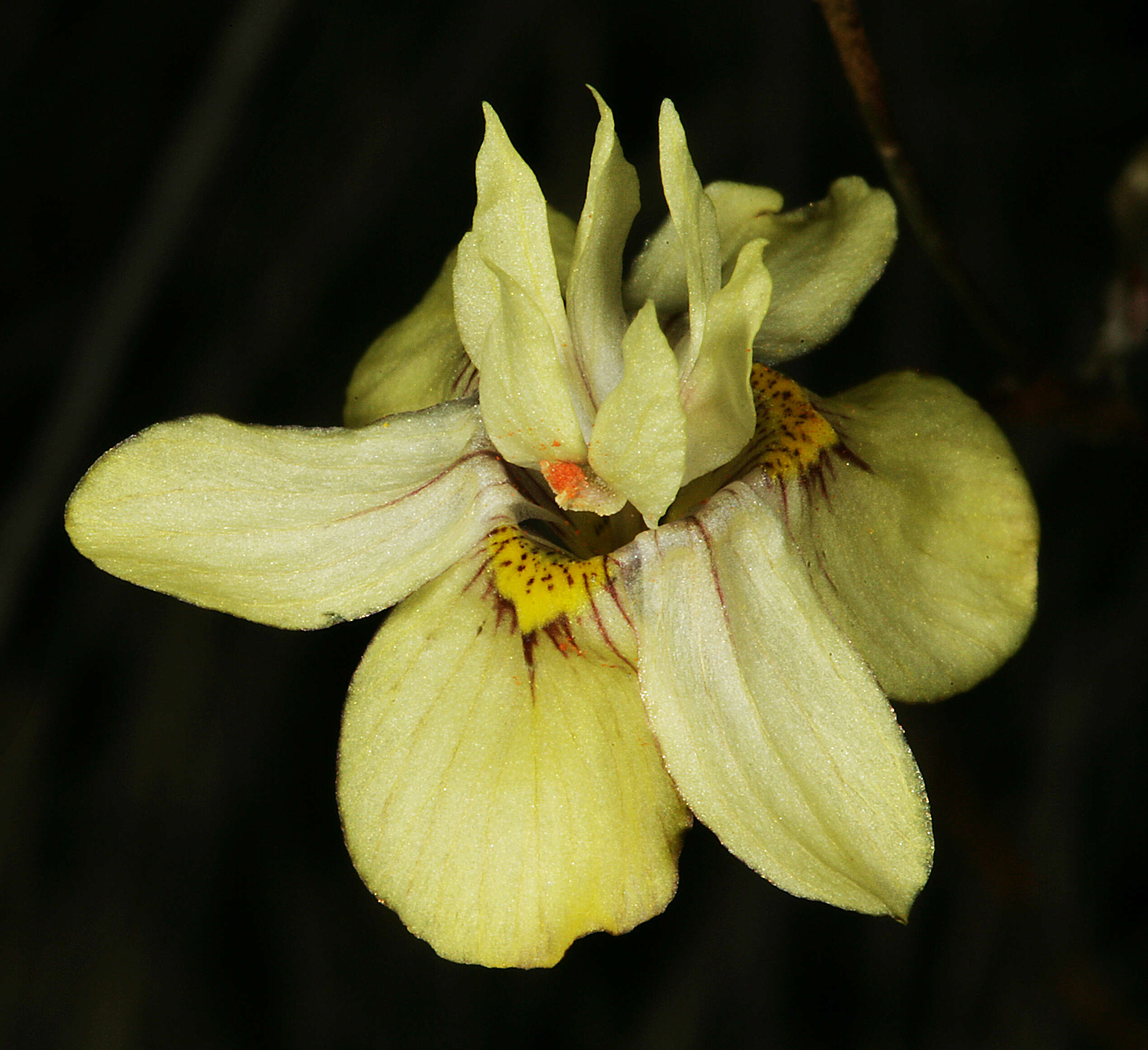 Image of Moraea gawleri Spreng.