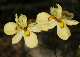 Image of Moraea gawleri Spreng.