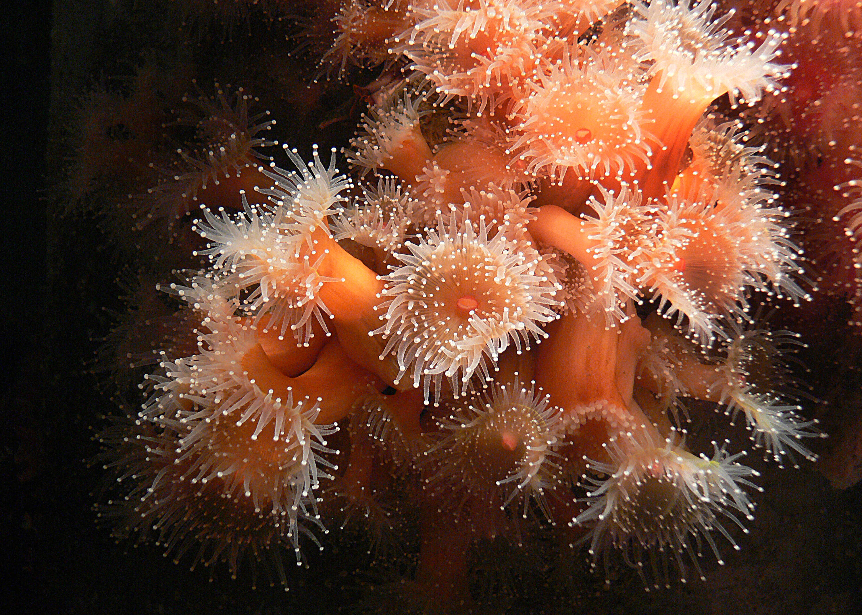 Image of sea anemones