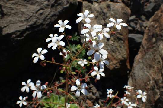 Image de Saxifraga cotyledon L.