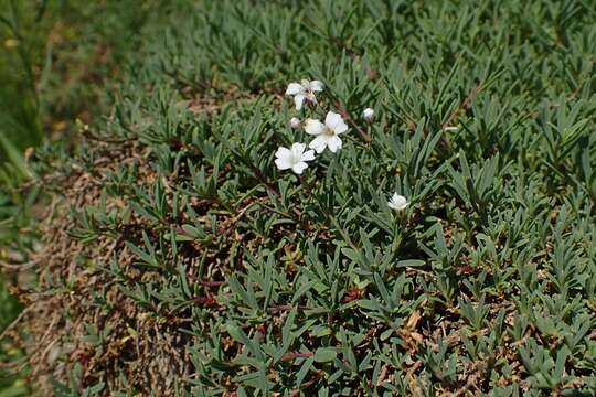 Image de Gypsophile rampante