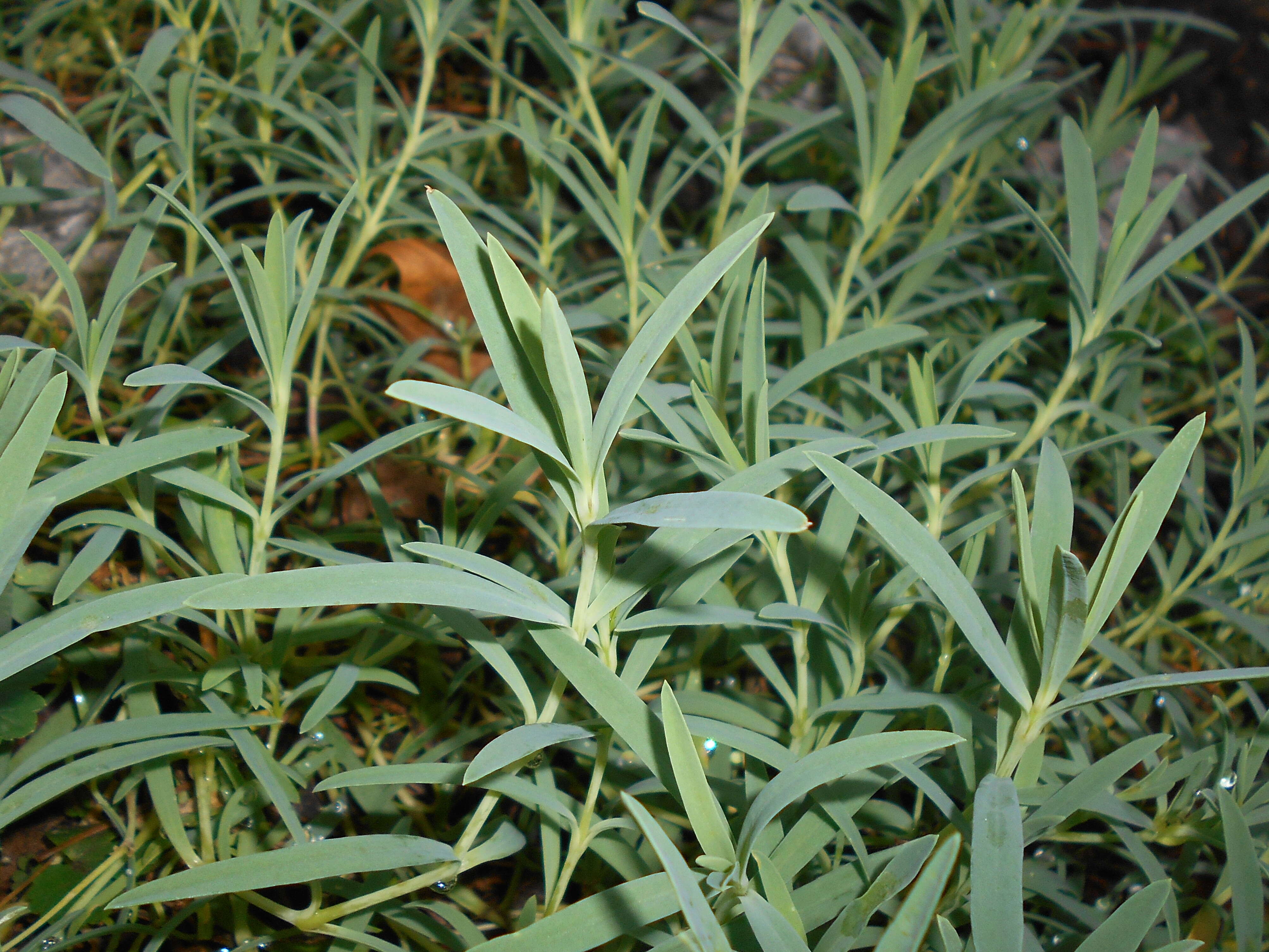 Image of creeping baby's-breath