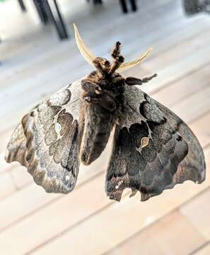 Image of Antheraea subgen. Telea Hübner (1819)