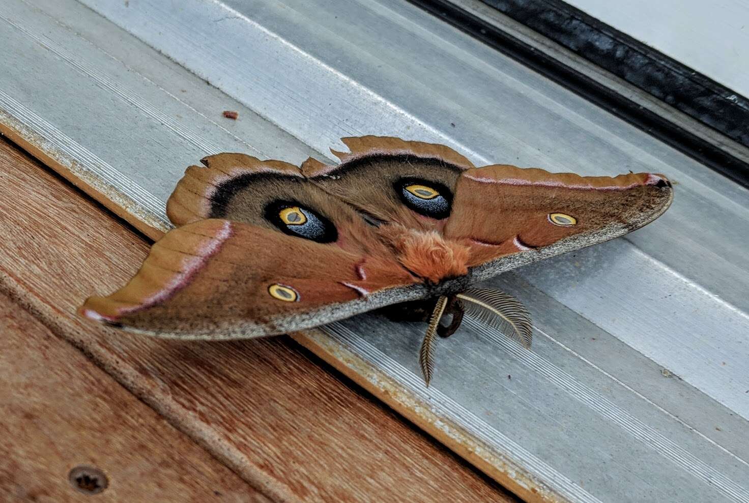 Image of Antheraea subgen. Telea Hübner (1819)