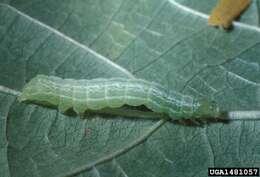 Image of Bean-leaf Skeletonizer Moth