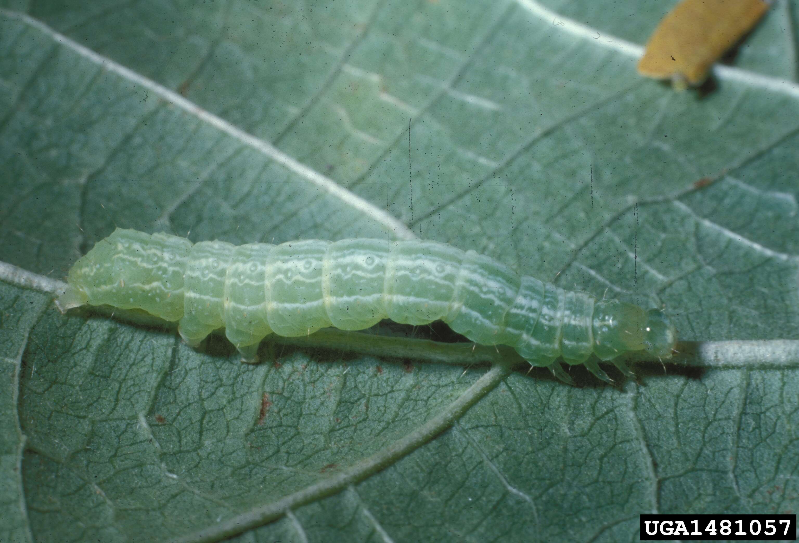 Image of Bean-leaf Skeletonizer Moth