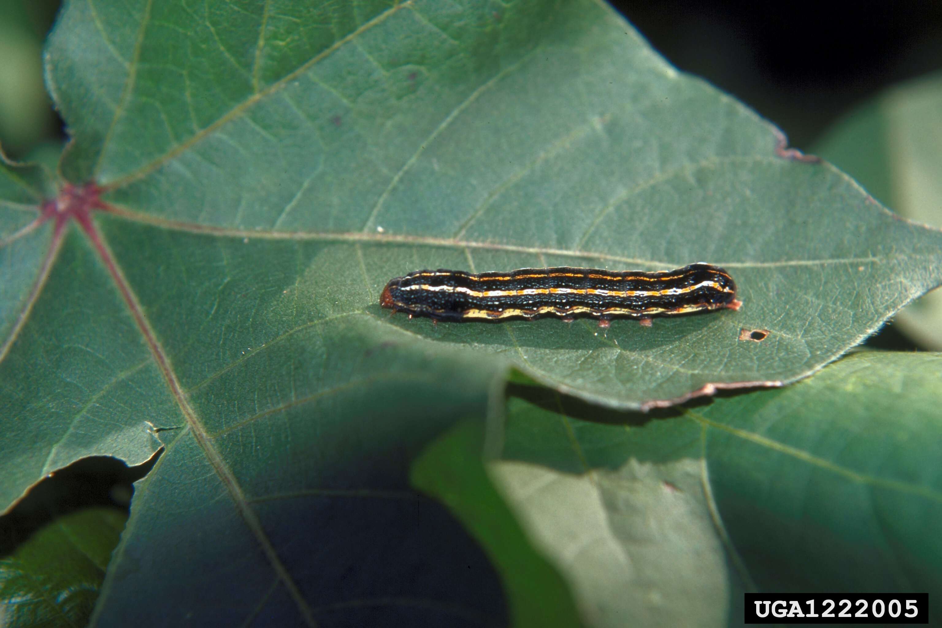 Image of Southern Armyworm Moth