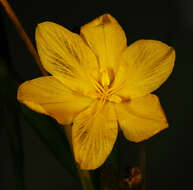 Image of Moraea lewisiae (Goldblatt) Goldblatt