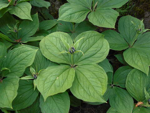 Image of herb Paris