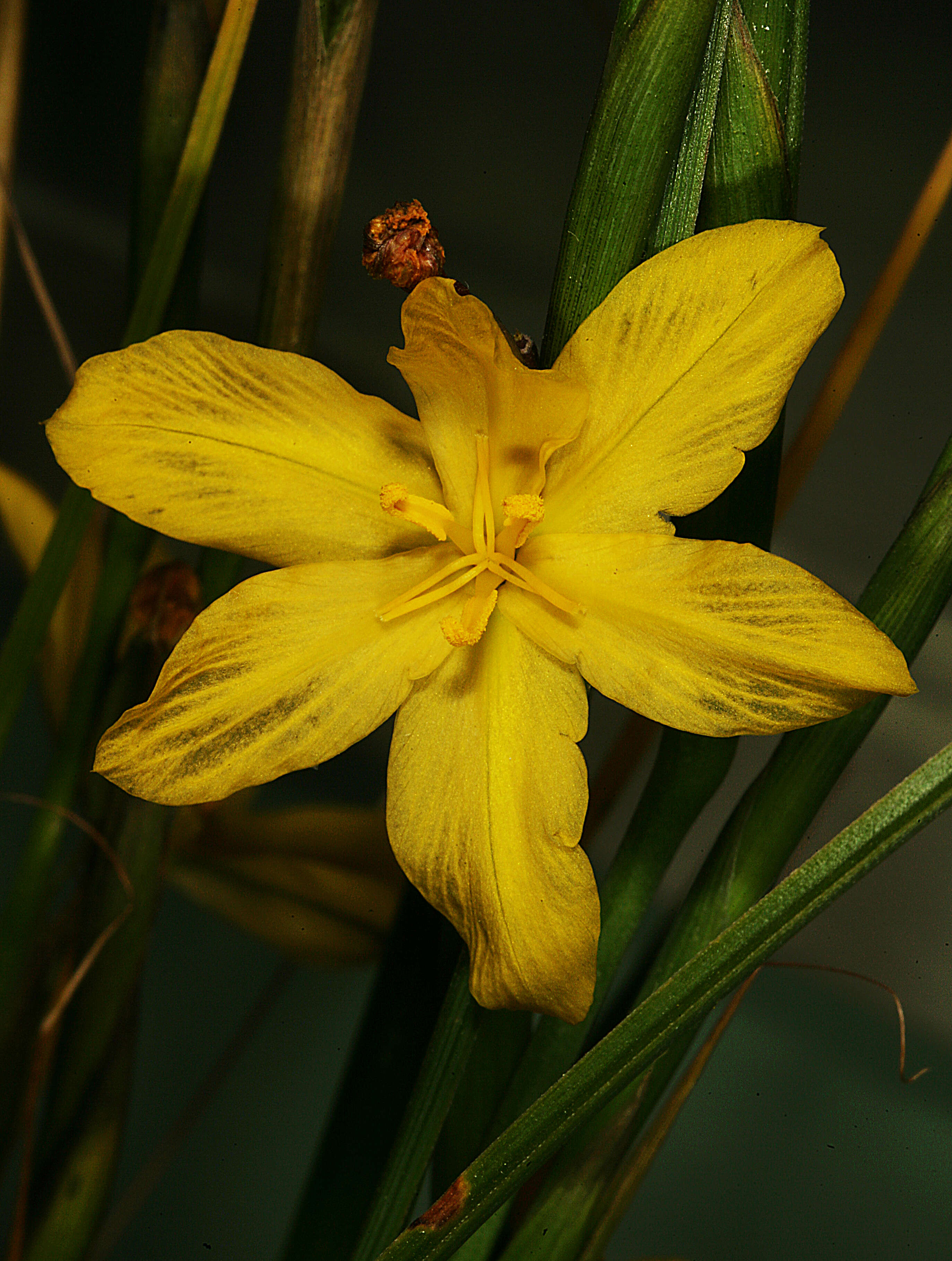 Image of Moraea lewisiae (Goldblatt) Goldblatt