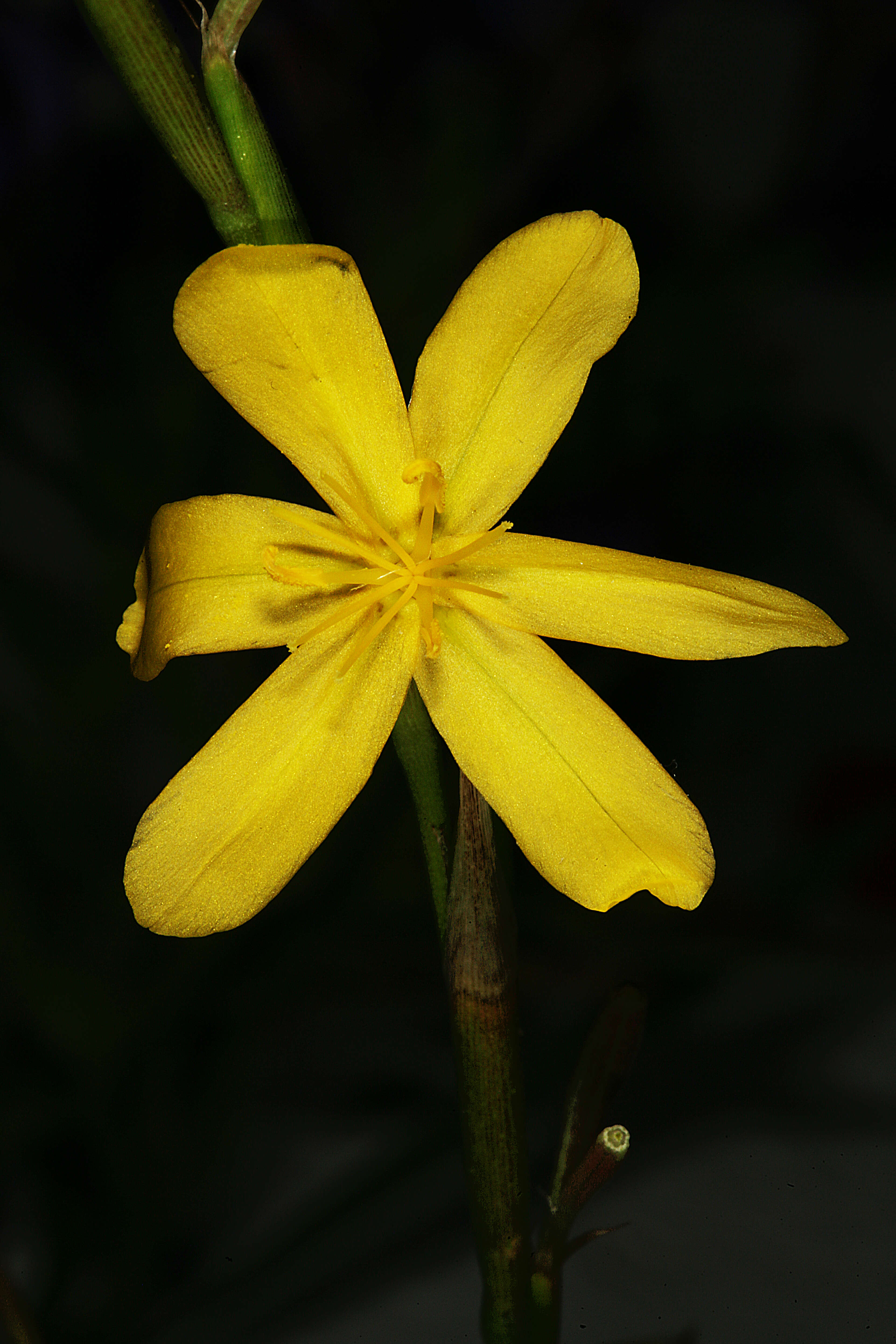 Image of Moraea lewisiae (Goldblatt) Goldblatt