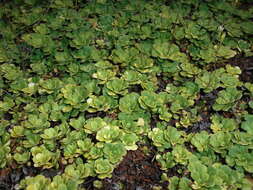 Image of Saxifraga cuneifolia L.