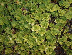 Image of Saxifraga cuneifolia L.