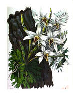 Imagem de Dendrobium heterocarpum Wall. ex Lindl.