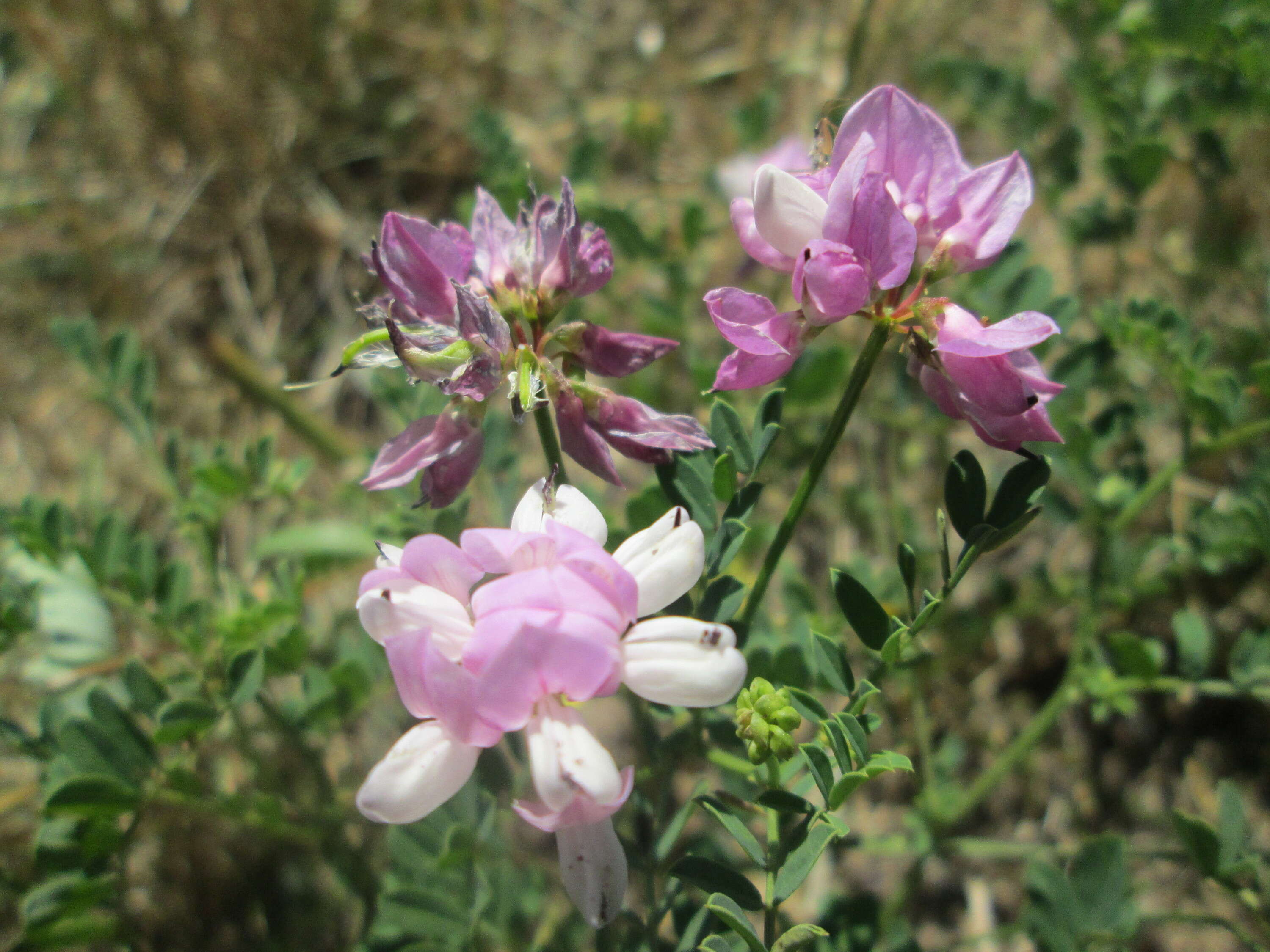 Image of crown vetch