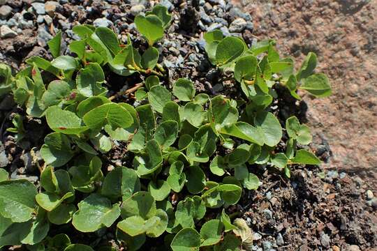 Image of snowbed willow