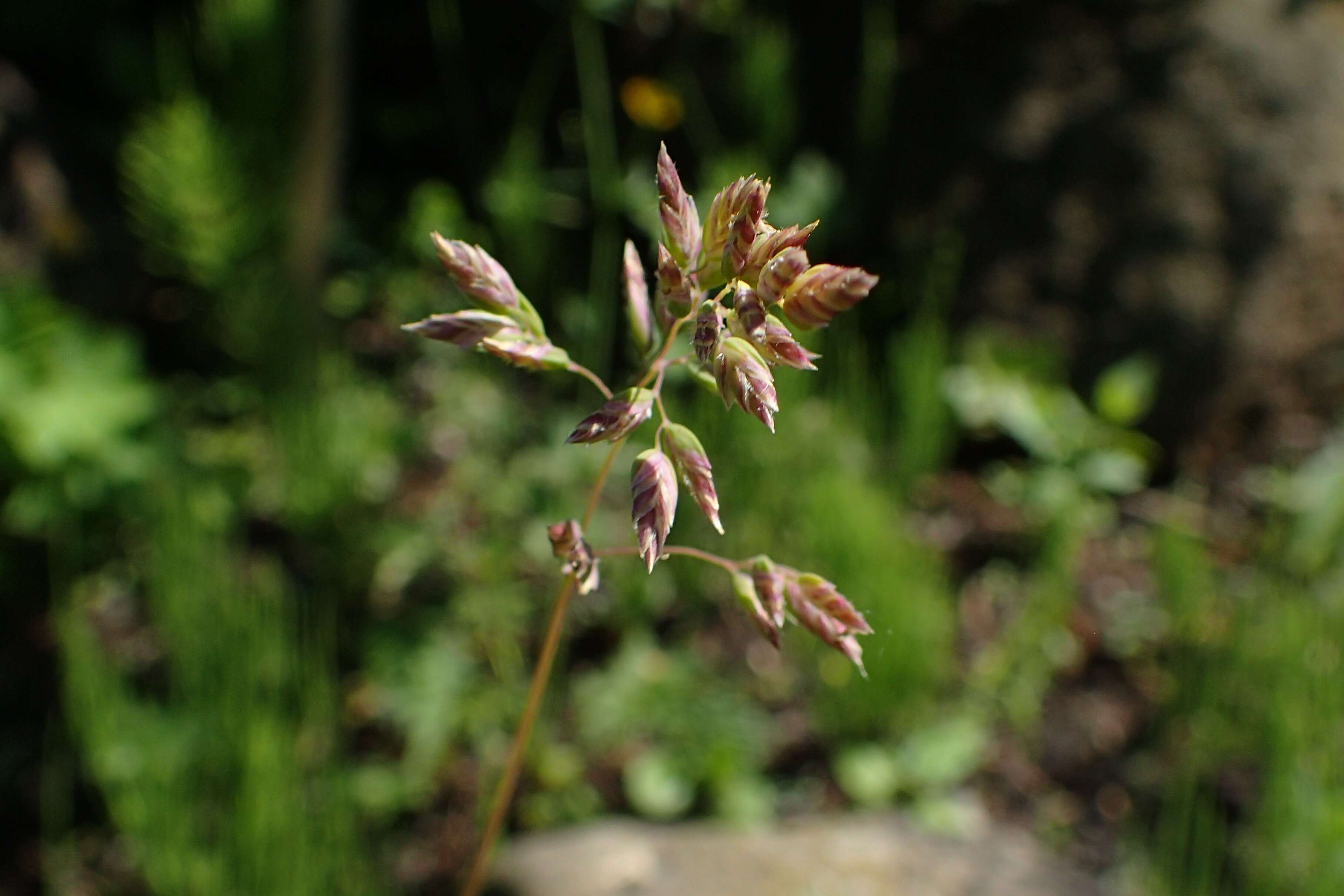 Image of alpine bluegrass