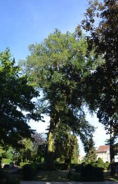 Image of Eurasian elm