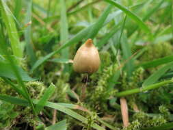 Plancia ëd Psilocybe semilanceata (Fr.) P. Kumm. 1871