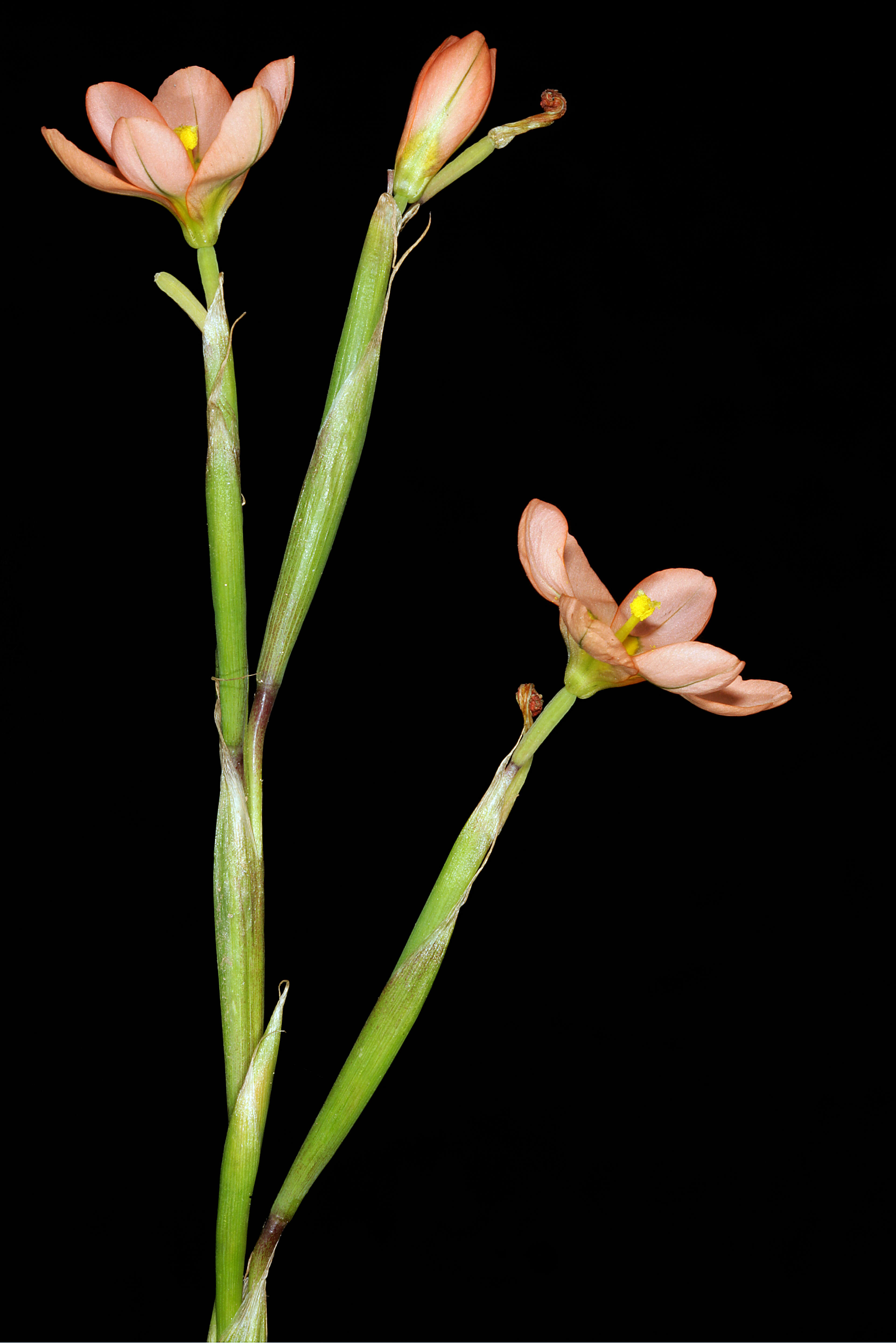 Image of two-leaf Cape tulip