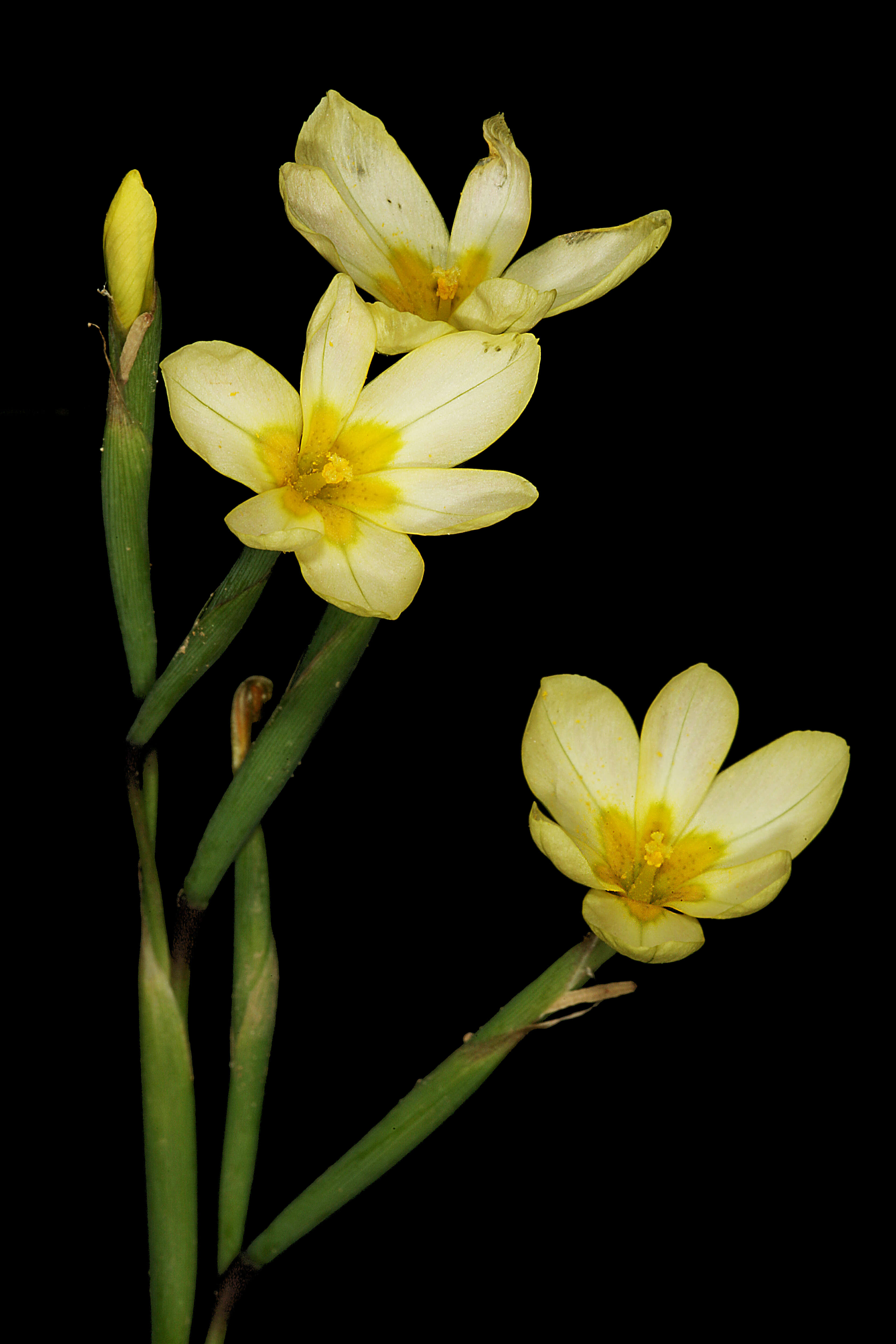 Image of two-leaf Cape tulip