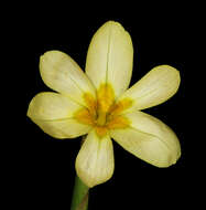 Image of two-leaf Cape tulip