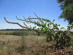 Image of Great Mullein