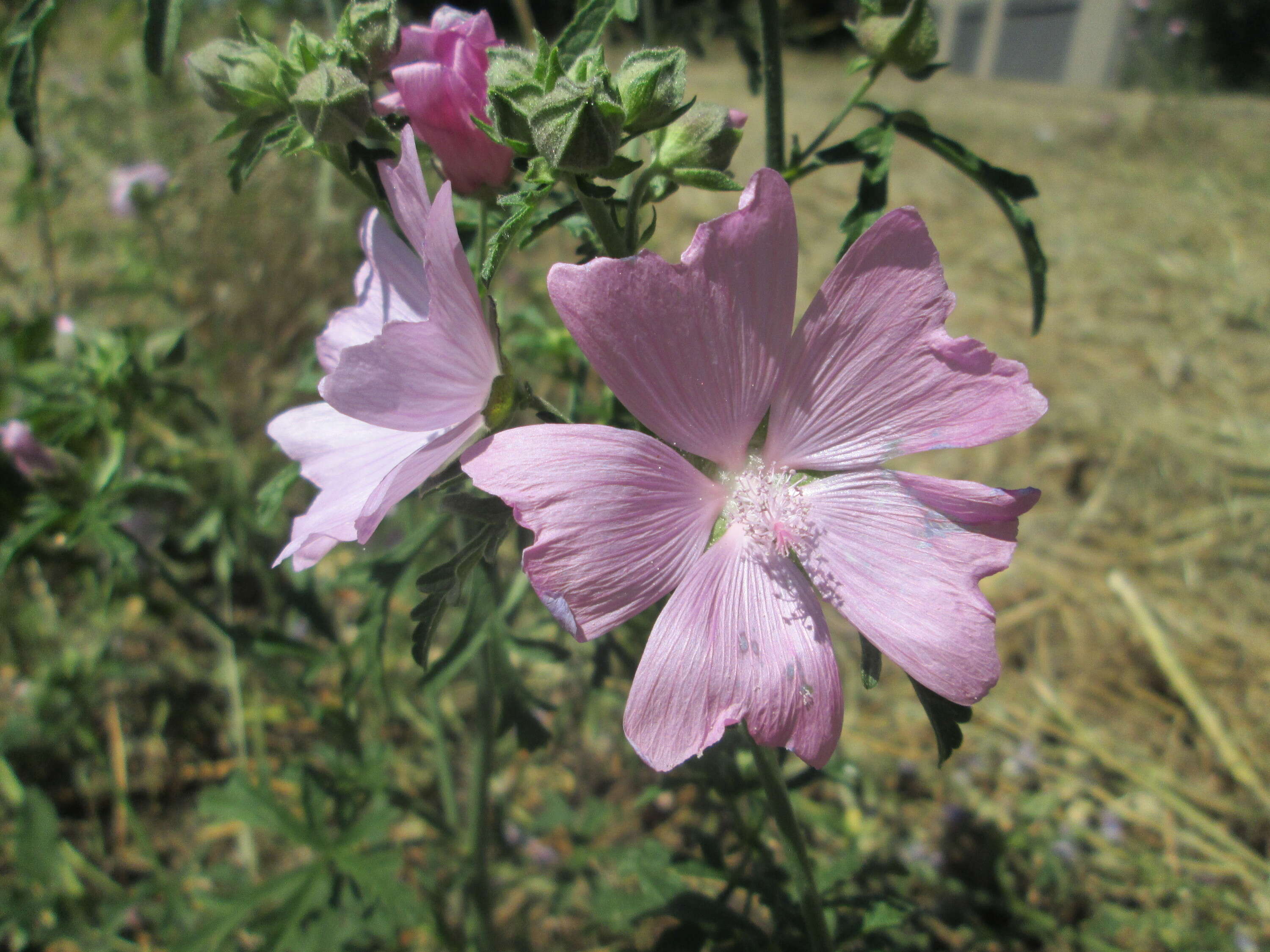 Image of european mallow