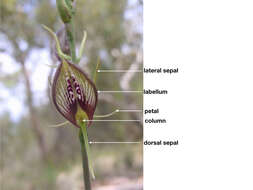 Image of Bonnet orchid