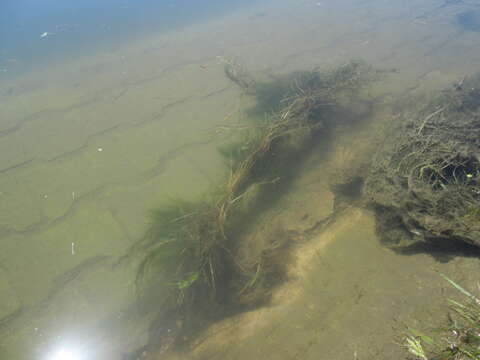 Image of Hairlike Pondweed