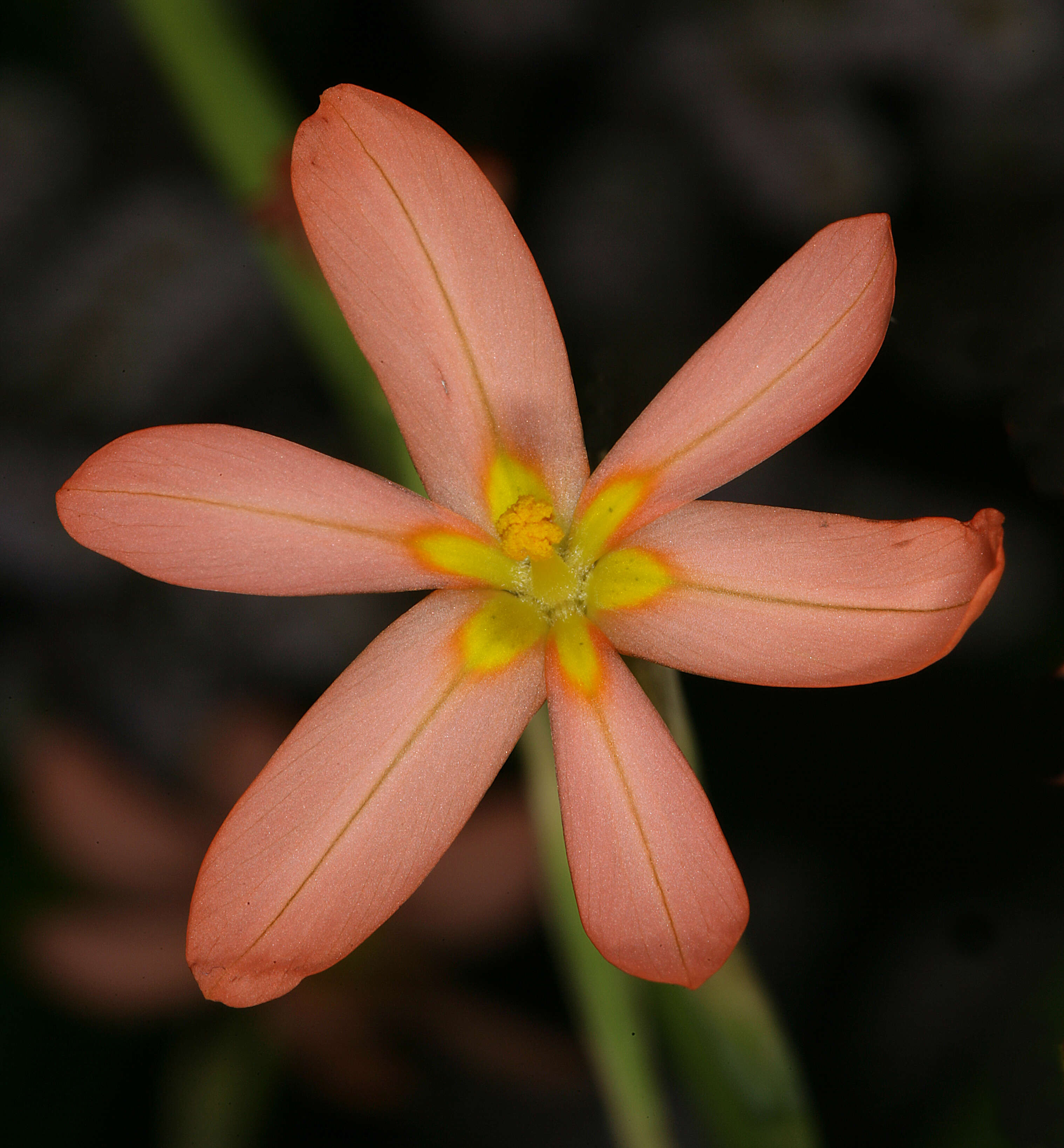 Image of two-leaf Cape tulip